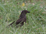 Bronzed Cowbird