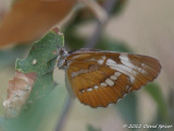 Common Mestra