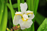 DSC_5547-LGT.jpg