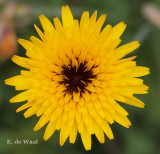 Dandelion