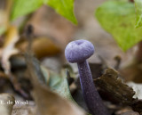 Little black mushroom