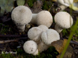 Litlle white mushrooms