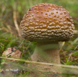 Little red mushroom