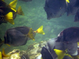 GalRazorSurgeonfish0062w.jpg