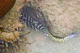 Chain&SpottedMorays0361cr-w.jpg