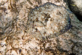 PeacockFlounder0736cr-w.jpg