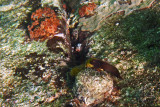 RedlipBlenny0810w.jpg