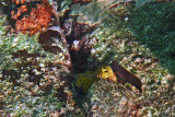 RedlipBlenny0811w.jpg