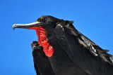 GreatFrigateBird5280 - Copyw.jpg