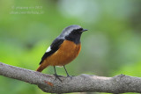 Daurian Redstart (Phoenicurus auroreus)