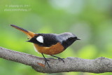 Daurian Redstart (Phoenicurus auroreus)