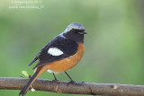 Daurian Redstart (Phoenicurus auroreus)