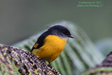 Grey-chinned Minivet (female) (Pericrocotus solaris)