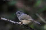 Grey-cheeked Fulvetta (Alcippe morrisonia)