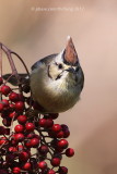 Taiwan Yuhina (Yuhina brunneiceps)