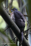 Bersa (Accipiter virgatus)