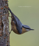 Eurasian Nuthatch (Sitta europaea)