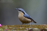 Eurasian Nuthatch (Sitta europaea)