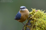 Eurasian Nuthatch (Sitta europaea)