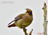 Japanese Waxwing (Bombycilla japonica)