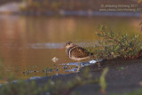 Greater Painted-snipe  (Rostratula benghualensis)