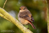 Daurian Redstart (female) (Phoenicurus auroreus)