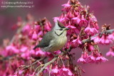 Taiwan Yuhina (Yuhina brunneiceps)