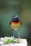 Collared Bush Robin (Luscinia johnstoniae)