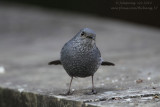 Plumbeous Water Redstart (Rhyacornis fuliginosa) female