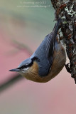 Eurasian Nuthatch (Sitta europaea)