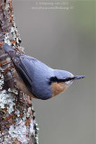 Eurasian Nuthatch (Sitta europaea)