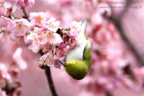 Lowland White-eye (Zosterops meyeni)