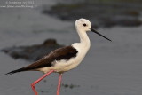 Black-winged Stilt (Himantopus himantopus)