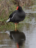 Common Moorhen (Gallinula chloropus)