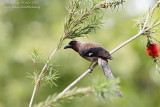 Grey Treepie (Dendrocitta formosae)