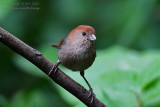 Vinous-throated Parrotbill (Paradoxornis webbianus)