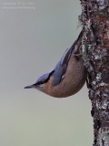 Eurasian Nuthatch (Sitta europaea)