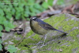 White-browed Bush Robin (Luscinia indica)