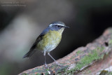 White-browed Bush Robin (Luscinia indica)