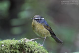 White-browed Bush Robin (Luscinia indica)