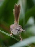 Plain Prinia (Prinia inornata)