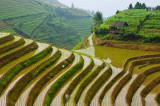 Rice Terraces, Longsheng