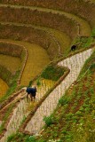 The Rice Farmer, Longsheng