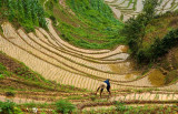 The Rice Farmer, Longsheng