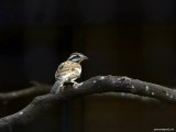 Lonely-Golden-Breasted-Bunting