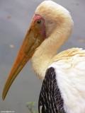 Milky-Stork
