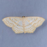 7159 Large Lace-border - Scopola limboundata