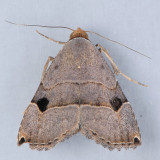 8489 Ommatochila Moth - Ommatochila mundula