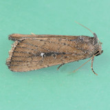 9690 White-dotted Groundling - Condica videns