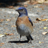 Mountain Bluebird - Palomar Mtn. State Park